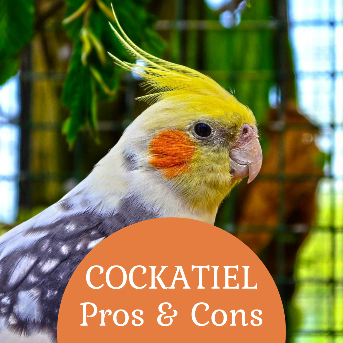 Keeping cockatiels 2024