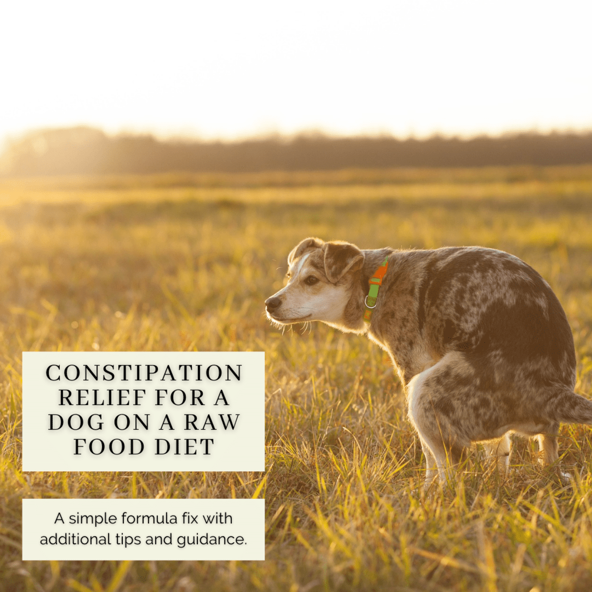 What to give a Dog for constipation