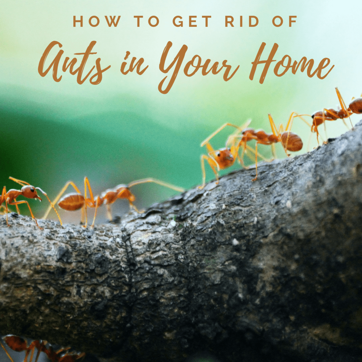 how to get rid of ants in the bathroom