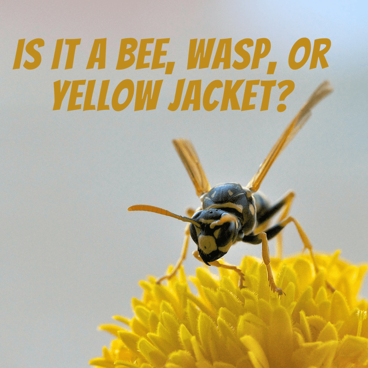 which is worse yellow jacket or wasp