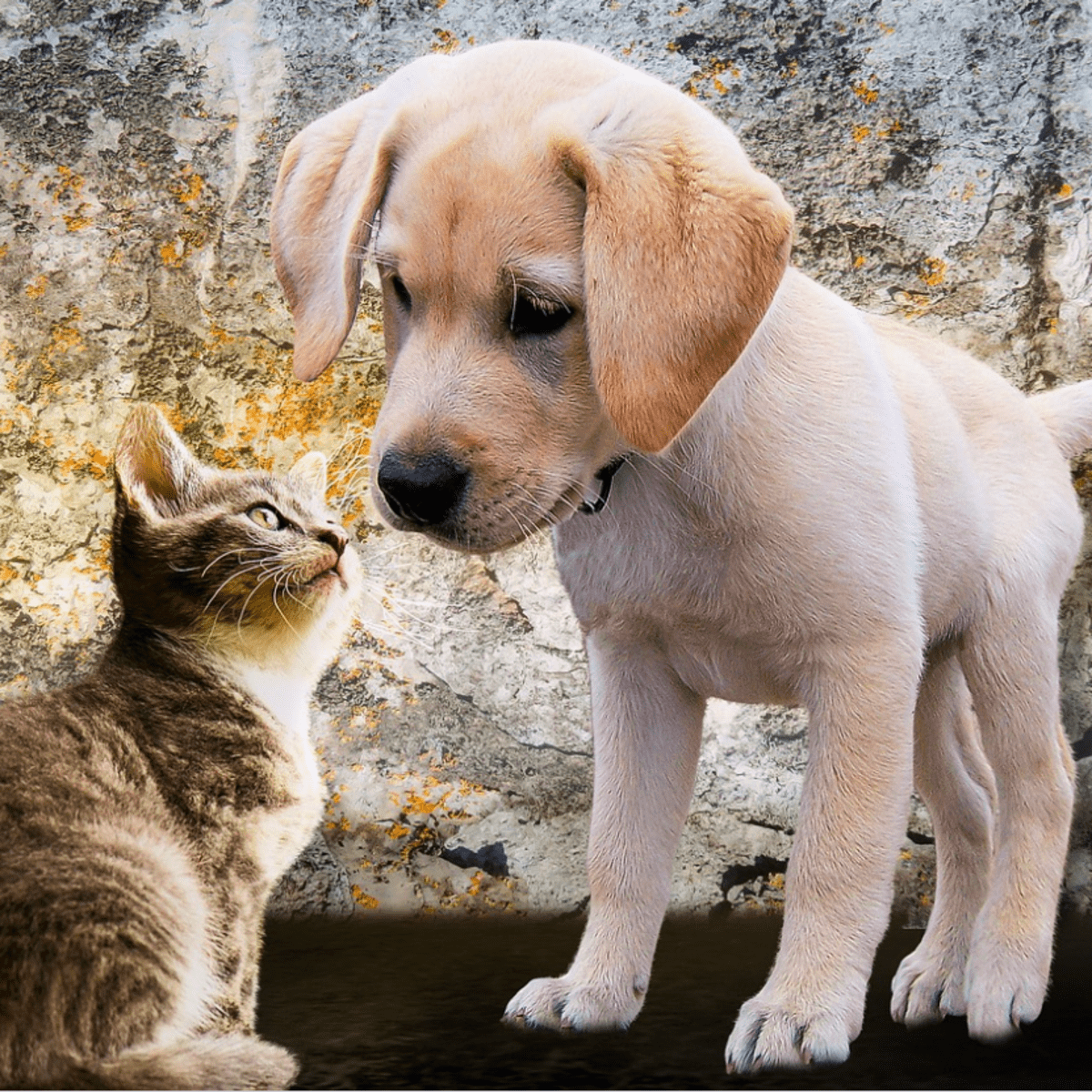 Puppies barking sales at cat