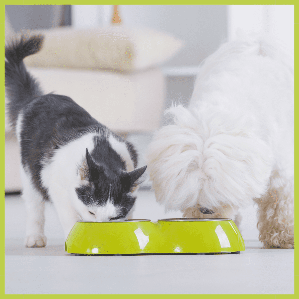 4 Smart Ways to Stop a Dog From Stealing Cat Food PetHelpful