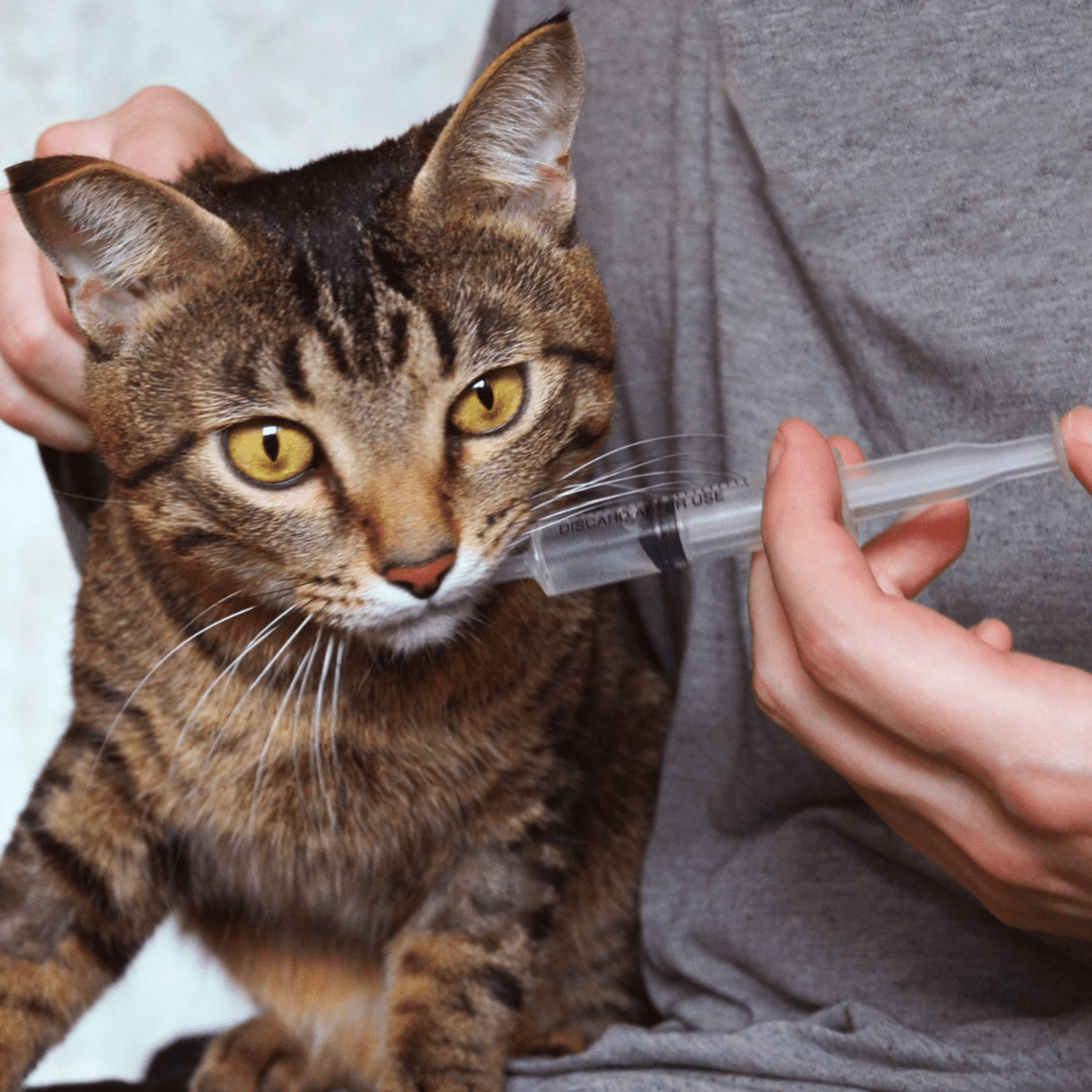 Cat aspirated clearance medicine