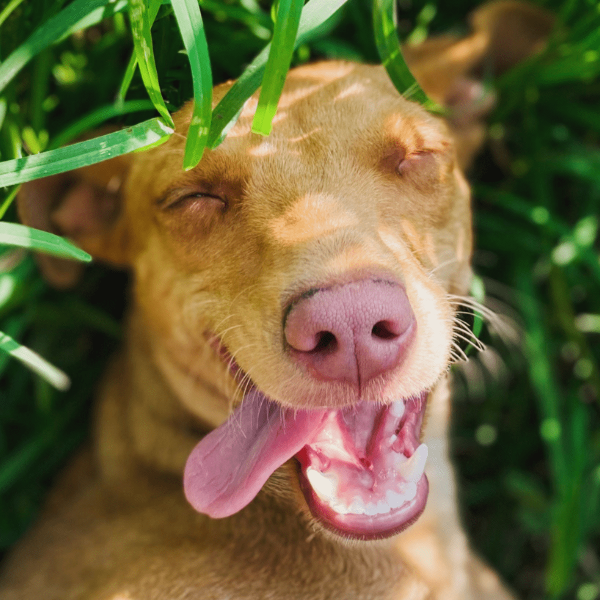 Dog sleeping 2025 with tongue out