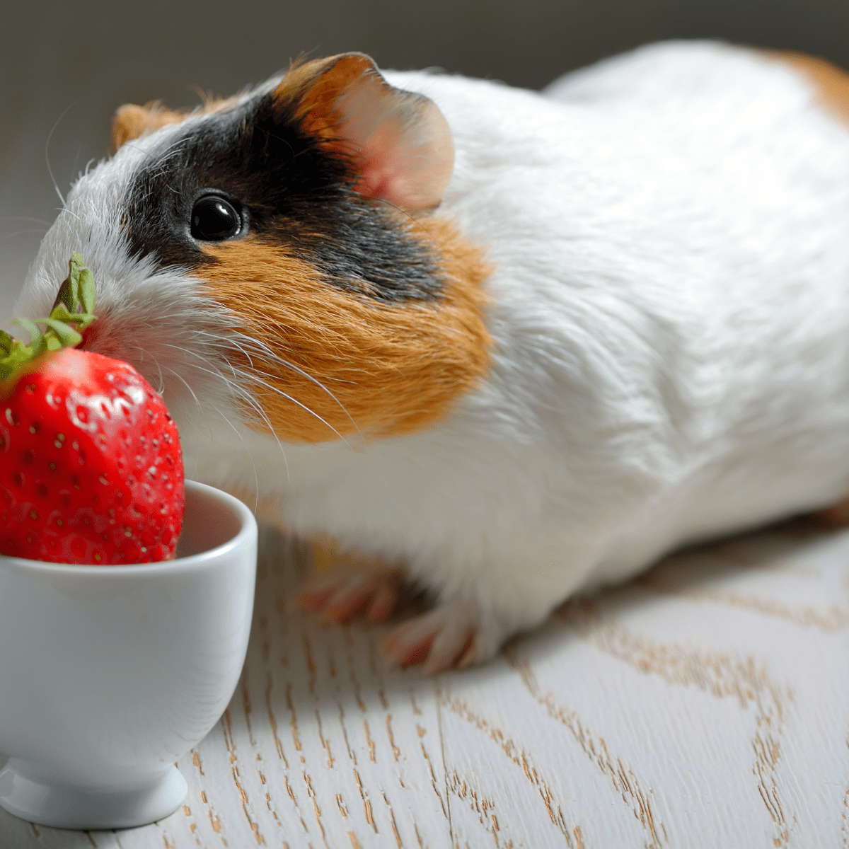 How often can cheap guinea pigs eat carrots