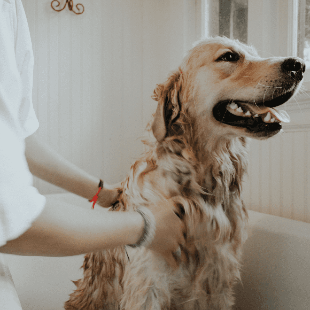 Can u use normal outlet shampoo on a dog