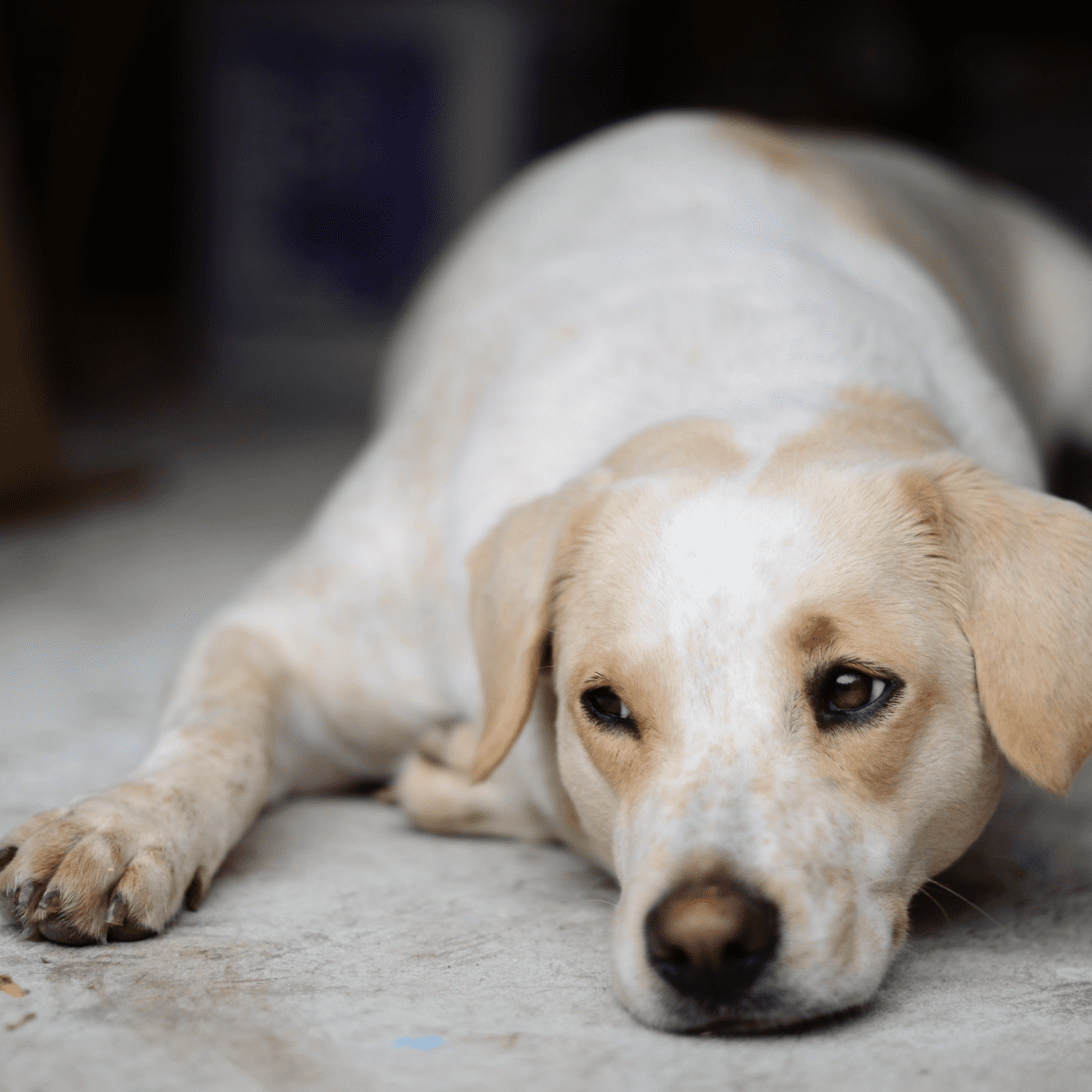 Home remedies for labrador skin cheap allergies