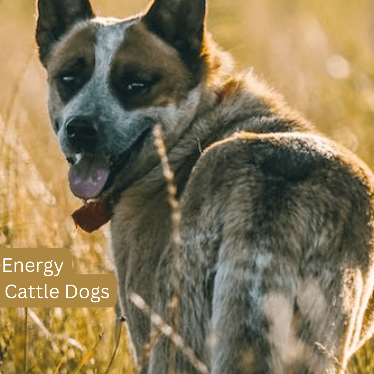 Blue sales heeler energy