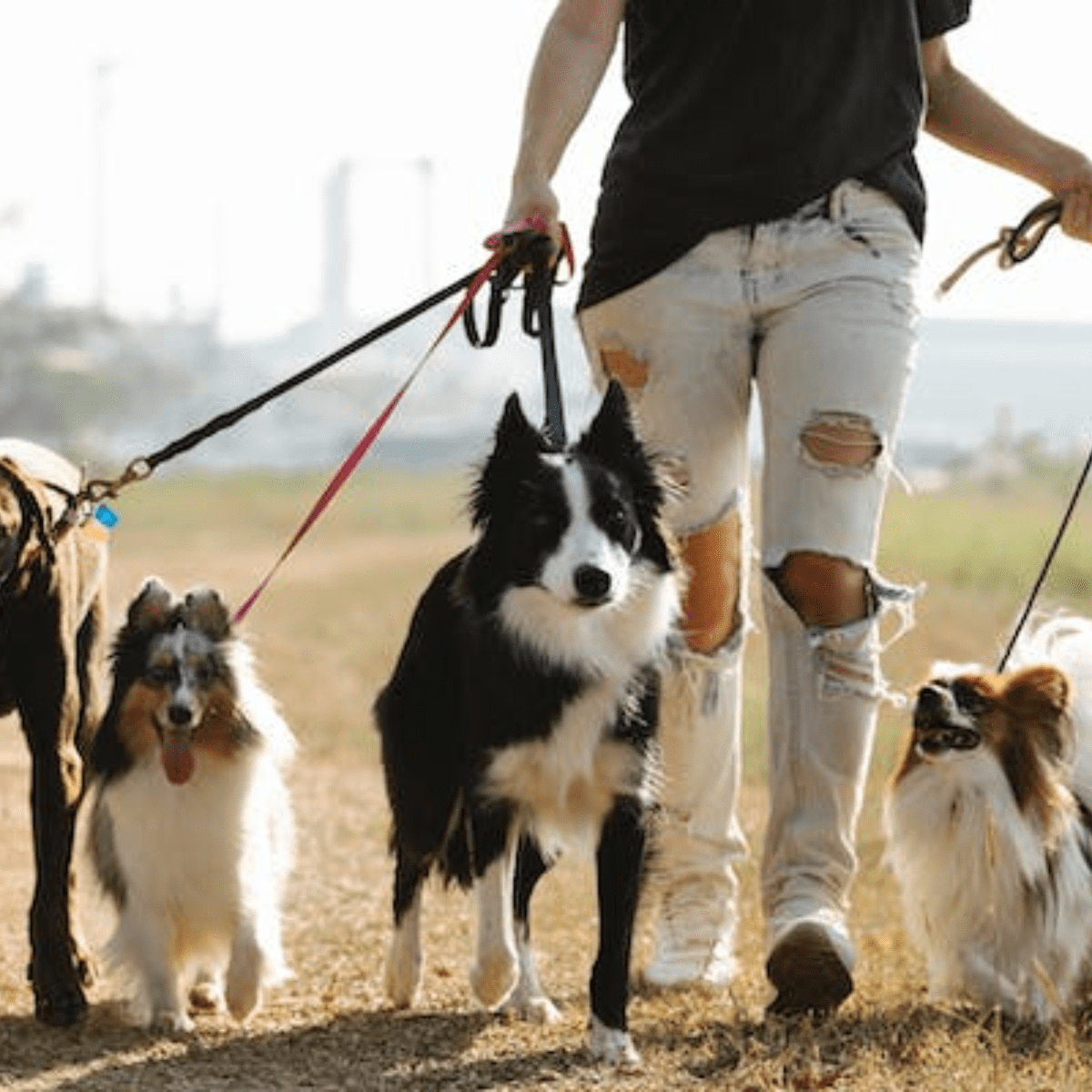 Find fashion the right dog breed for you