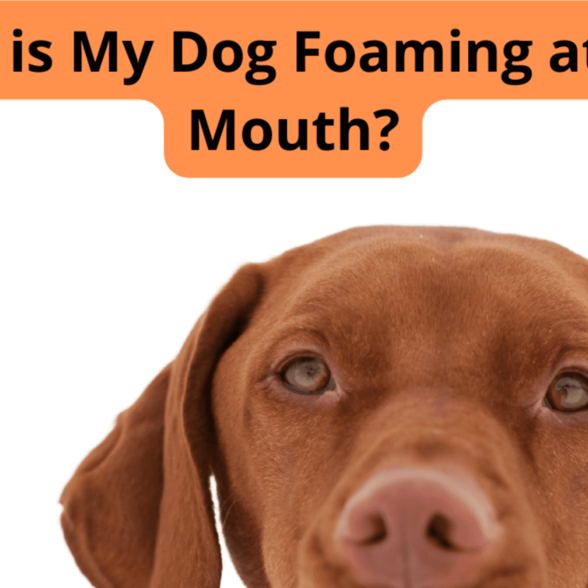 10 Causes of Dogs Foaming at the Mouth PetHelpful