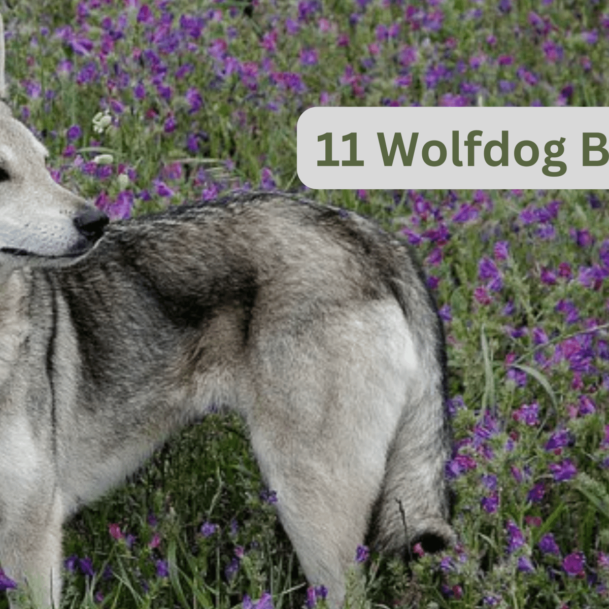 European wolfdog hot sale