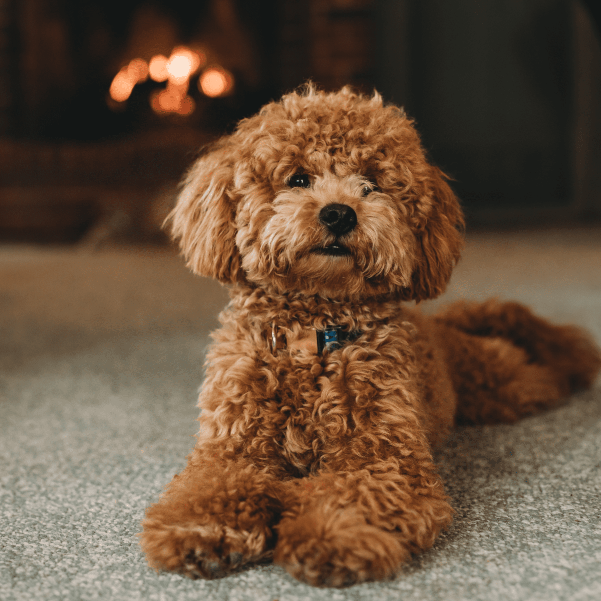 The 10 Most Popular Poodle Mixed Breed Dogs 