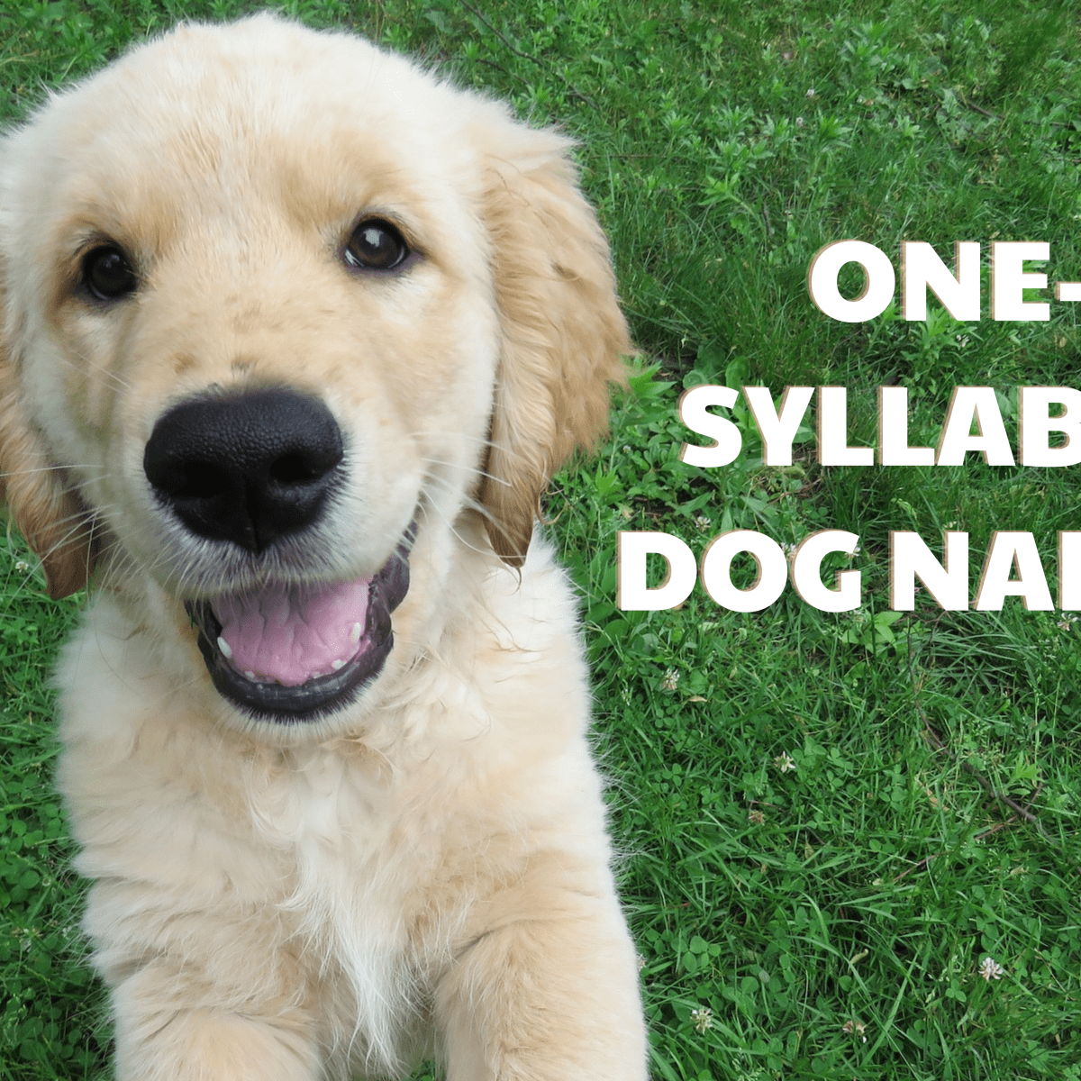 One syllable sales dog names