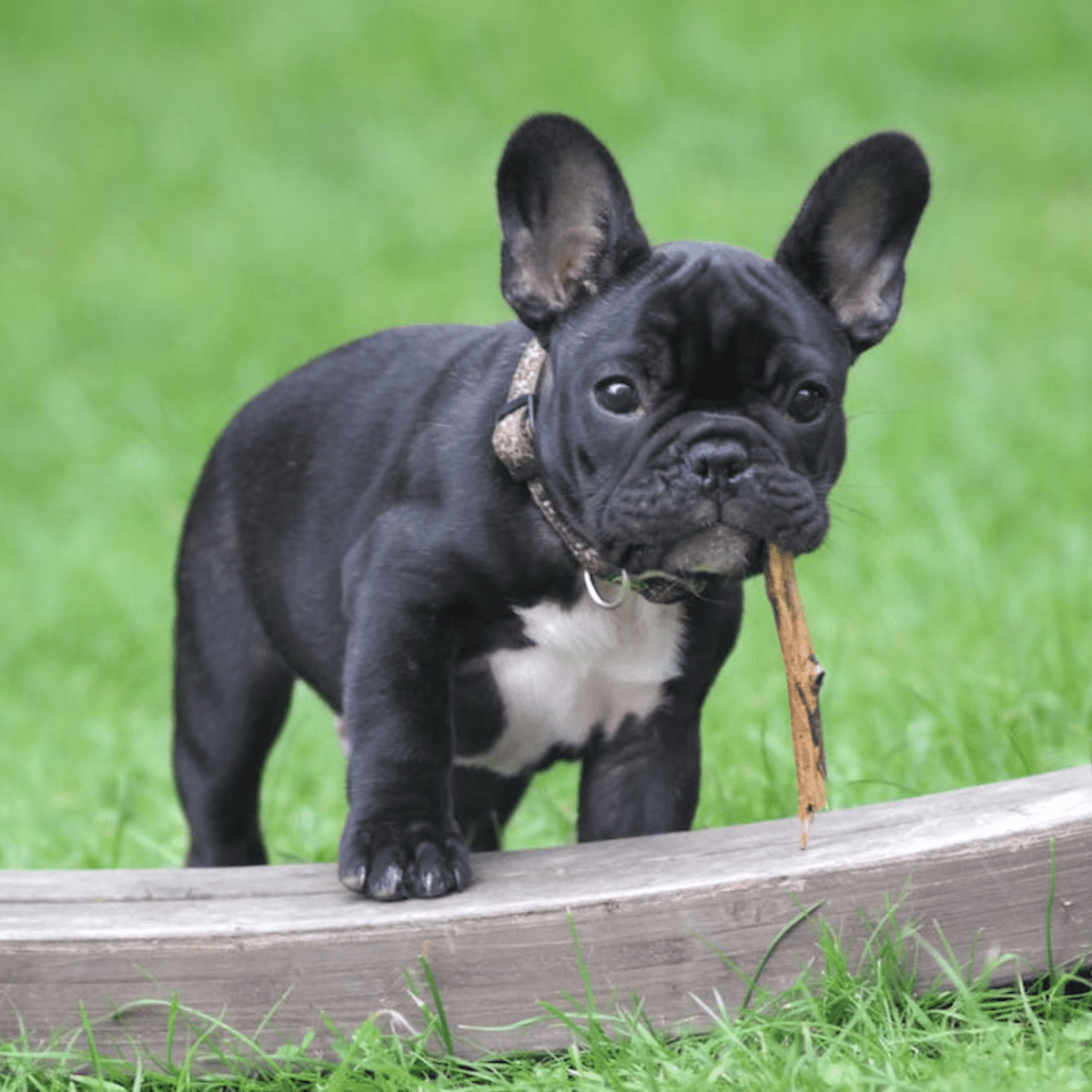 Black french bulldog shops names