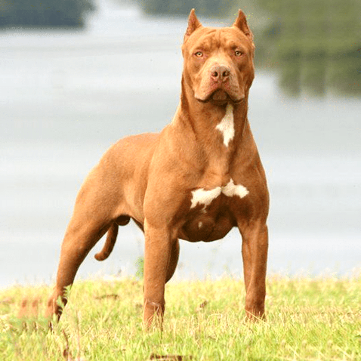 Pit bulls originally bred hot sale for