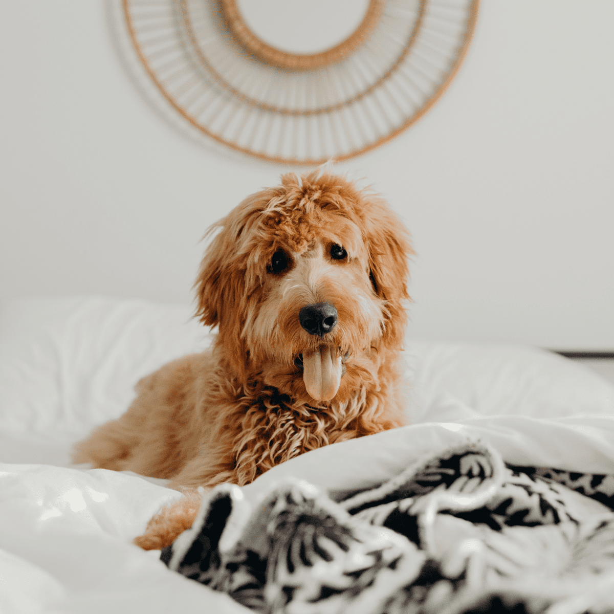 Dog peeing clearance bed at night