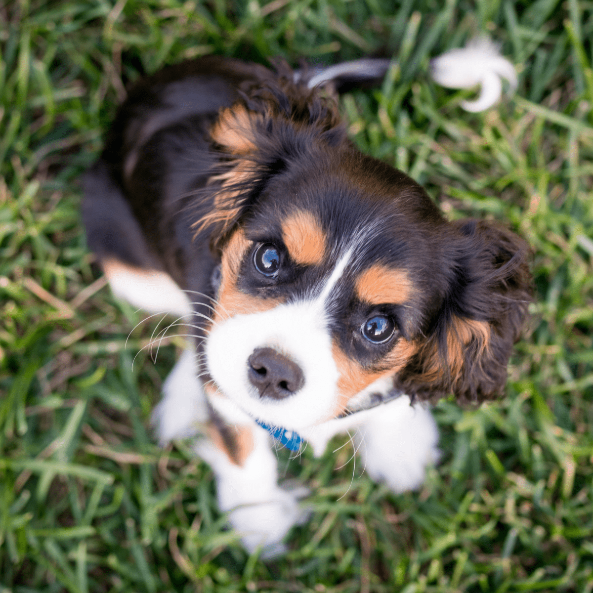 Small dog breeds easy to store potty train