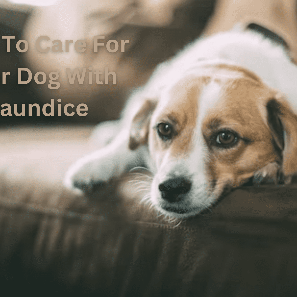 Jaundice in 2025 dogs cure