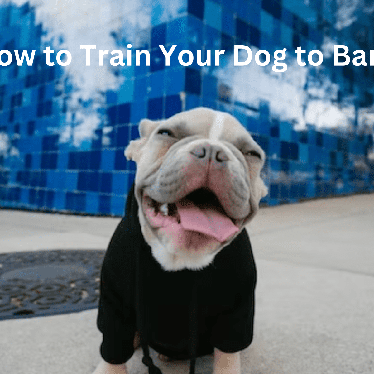 How to store speak dog barking