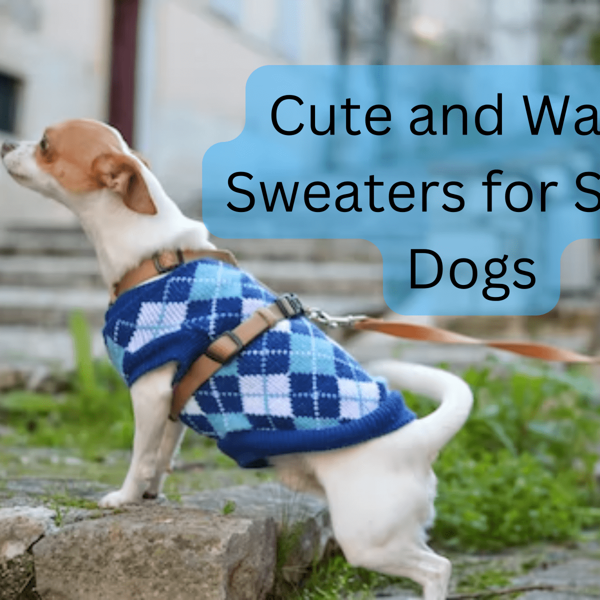 Warm Dog Sweaters for Your Chinese-Crested or Toy Breed