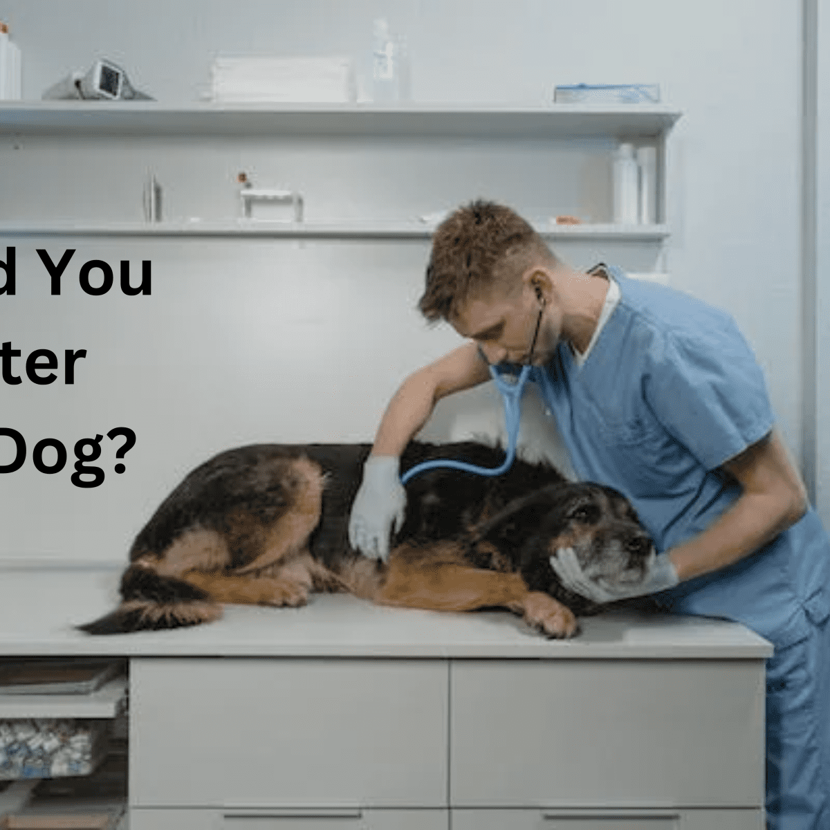 When can you sales neuter your dog