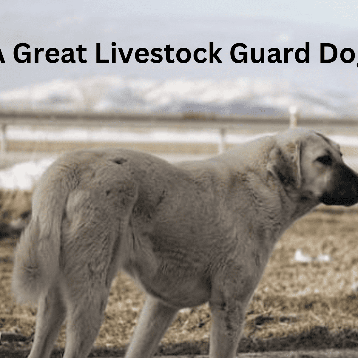 Anatolian shepherd best sale australian shepherd mix