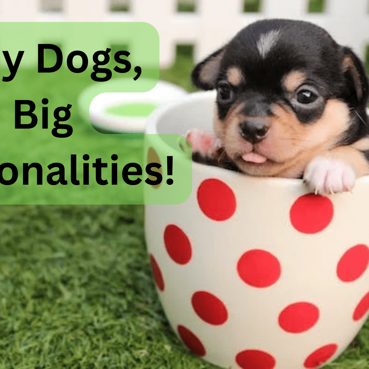 Boy dog names discount for little dogs