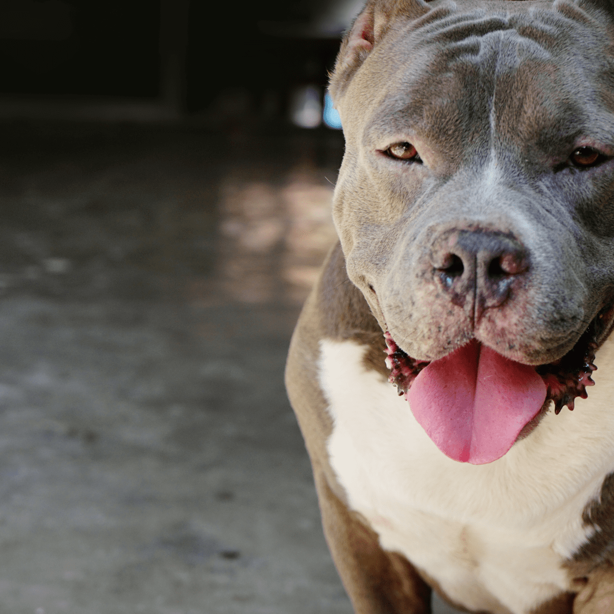 Dog breed that looks like hot sale a pitbull