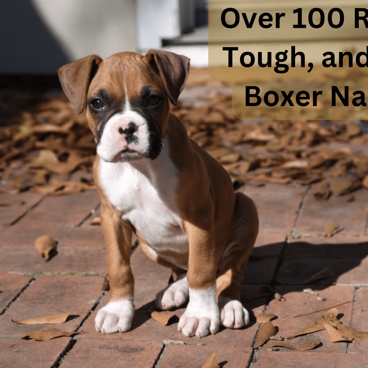 100 Rough and Tough Boxer Dog Names From Jax to Sasquatch