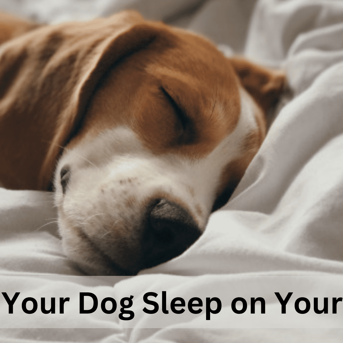 Why dogs should clearance sleep in your bed