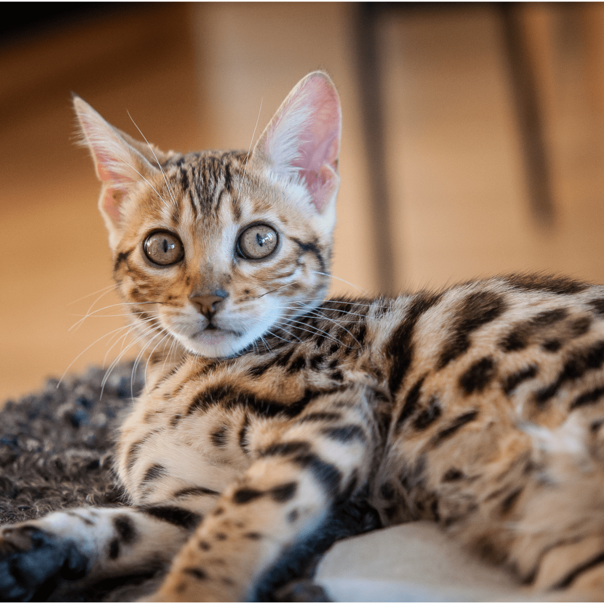 Asian best sale leopard cat