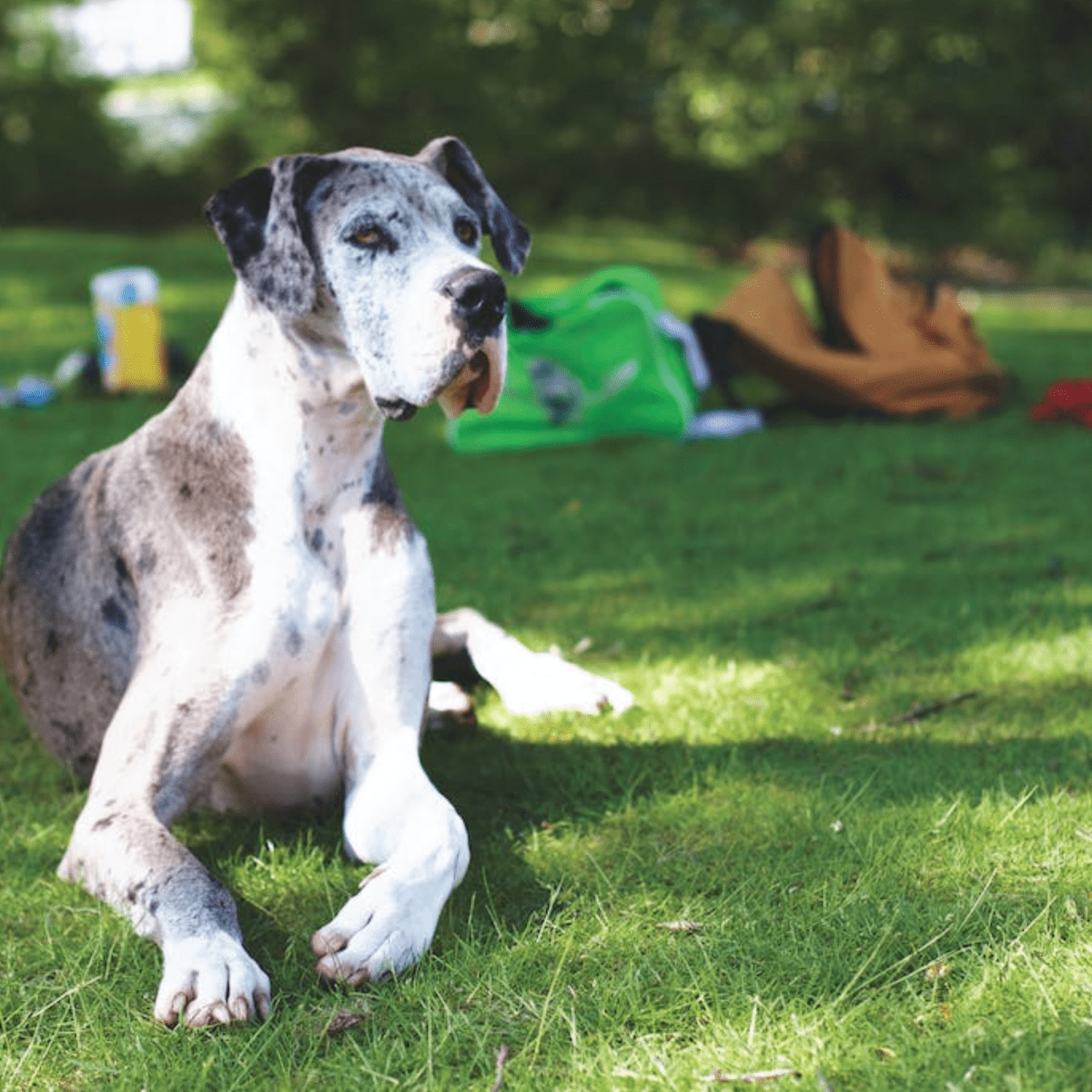 German sales huge dog