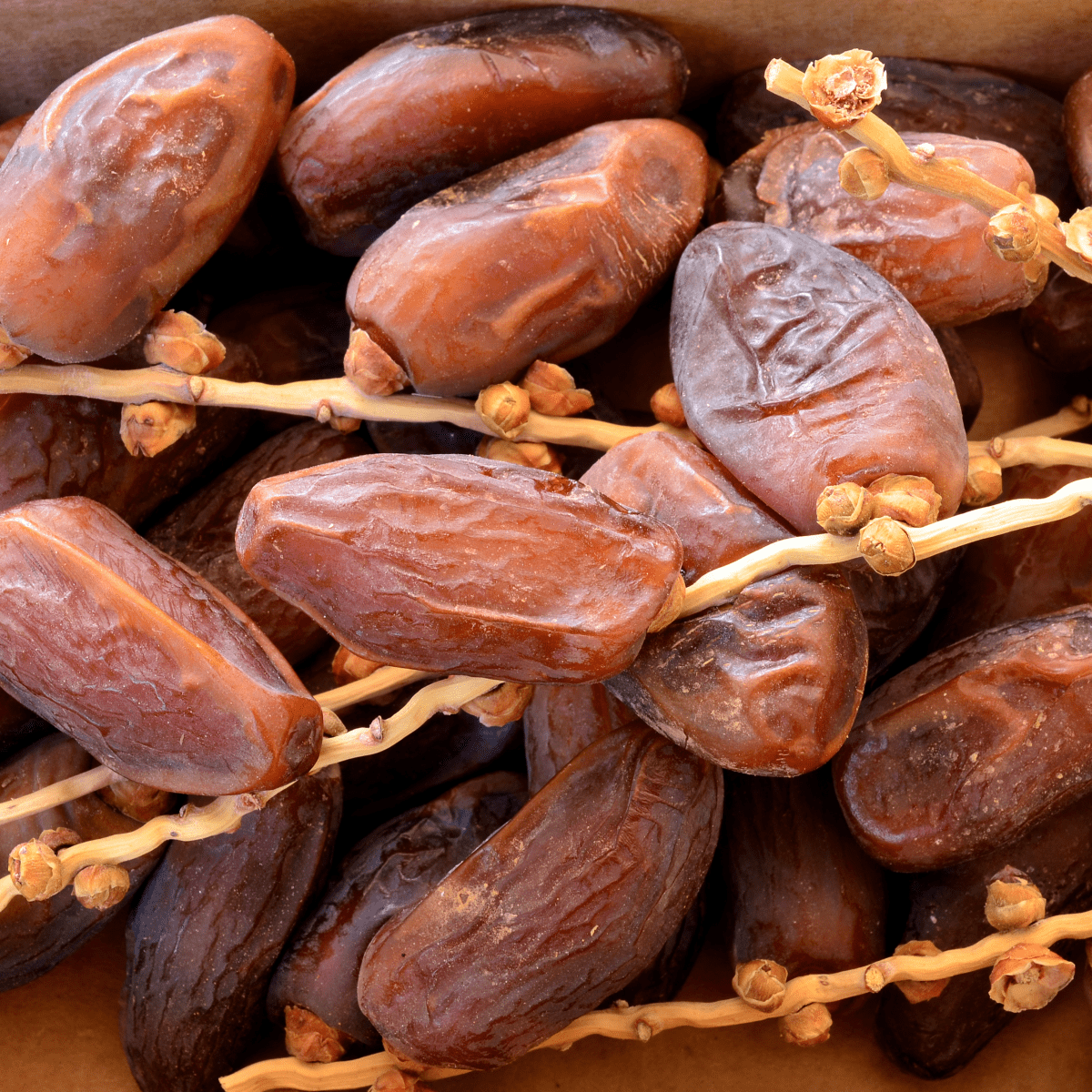 Date palm seeds store dogs