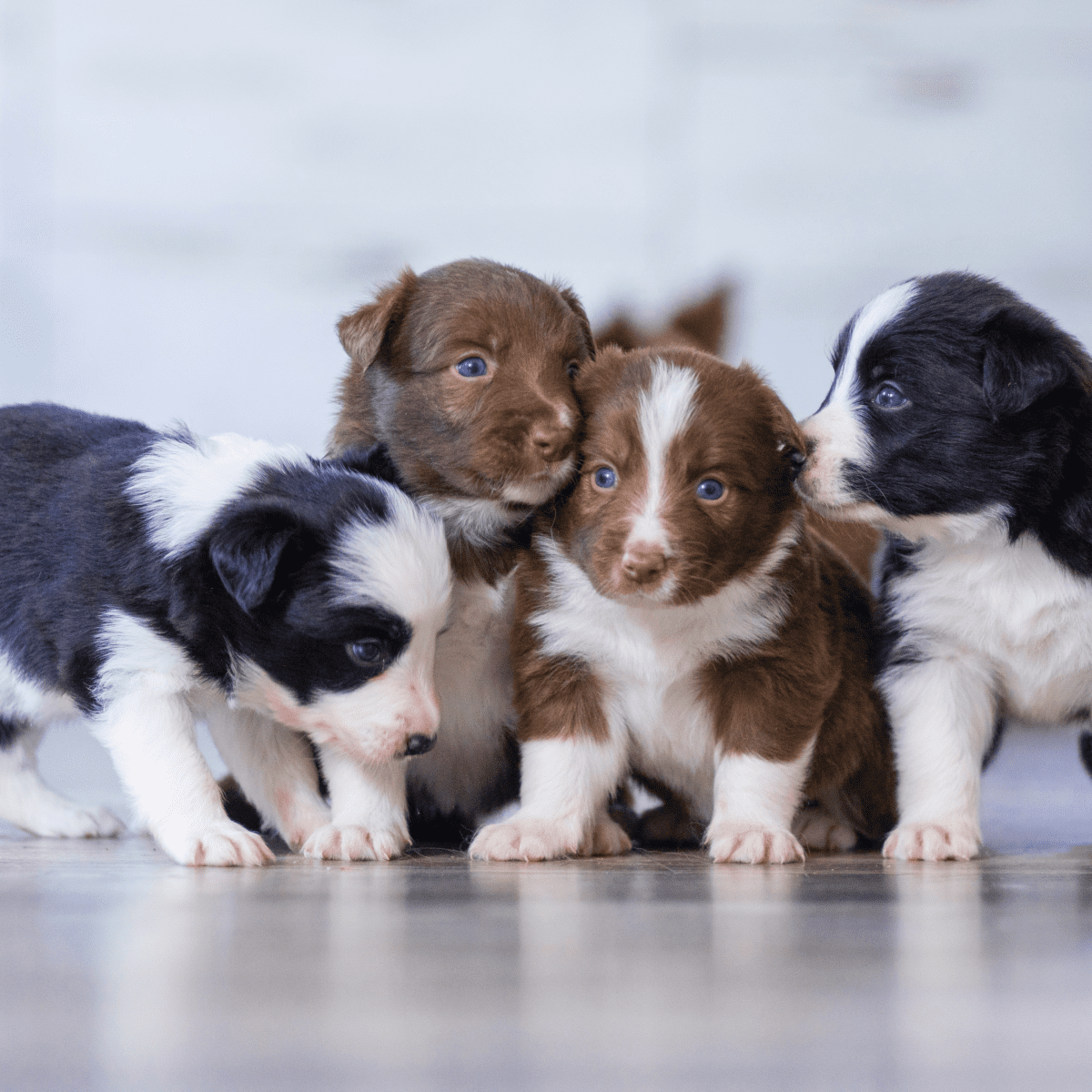 Calculating Your Puppy s Adult Weight PetHelpful