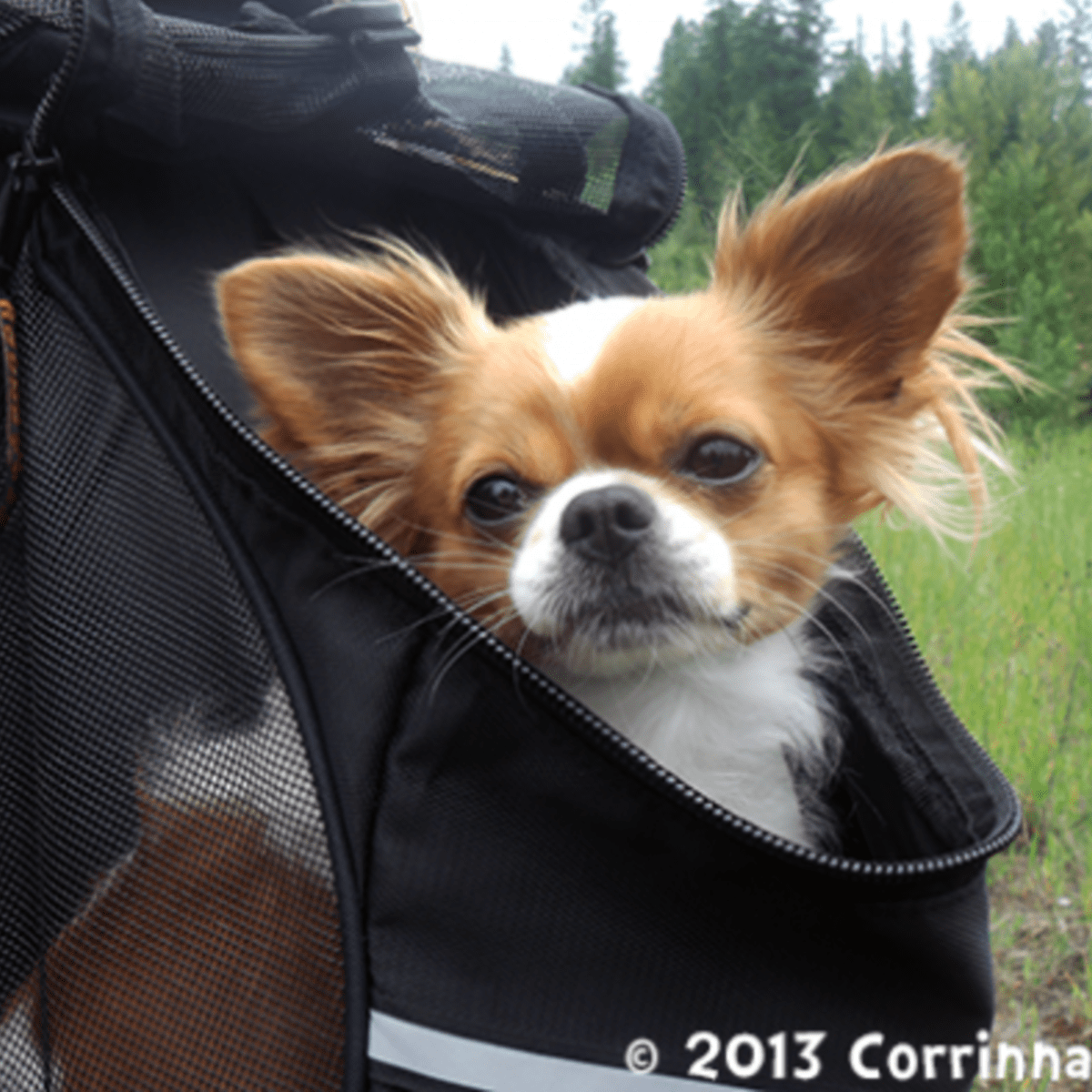 Chihuahua in outlet bag