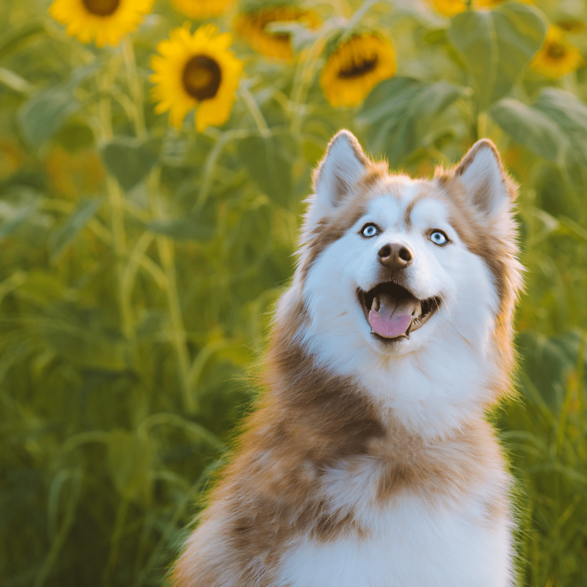 Yellow store siberian husky