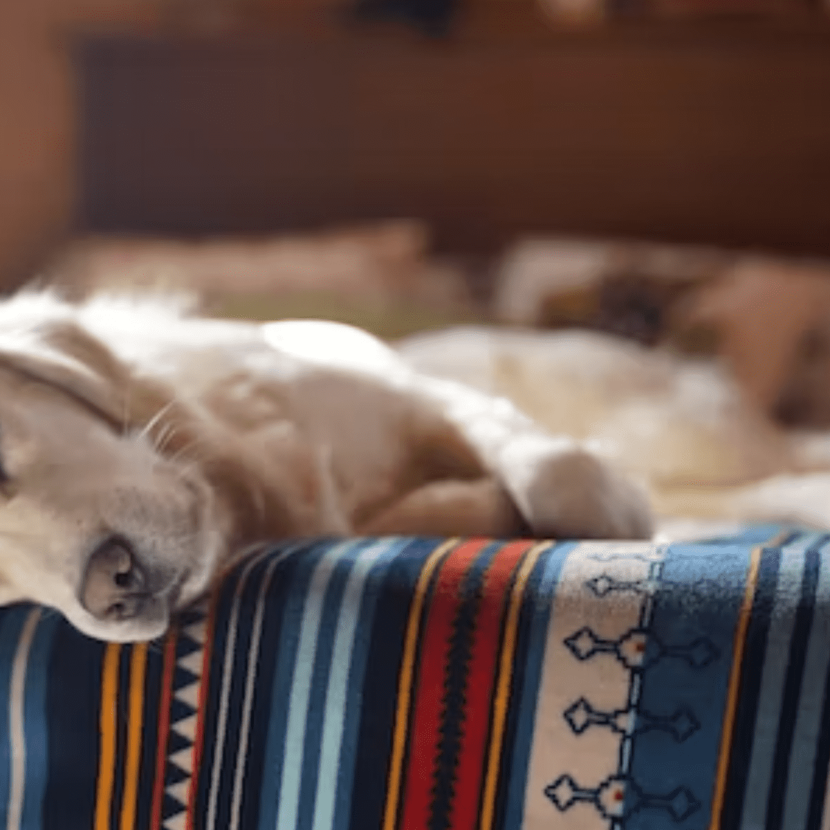 Dog sleeping on store pillow