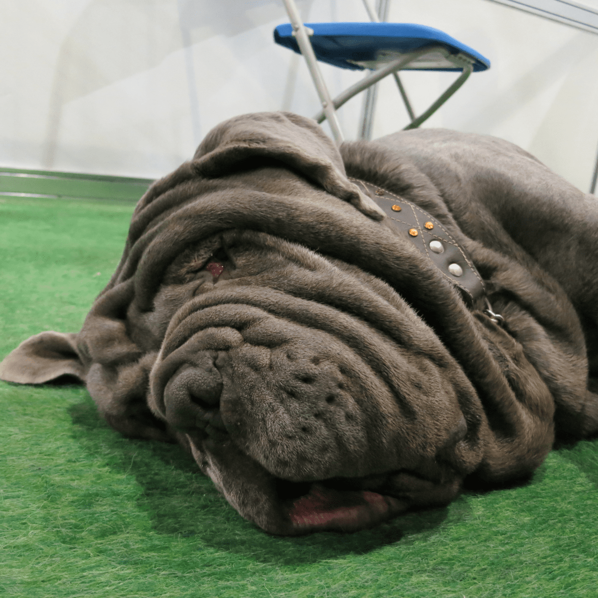 Fat store wrinkly dog