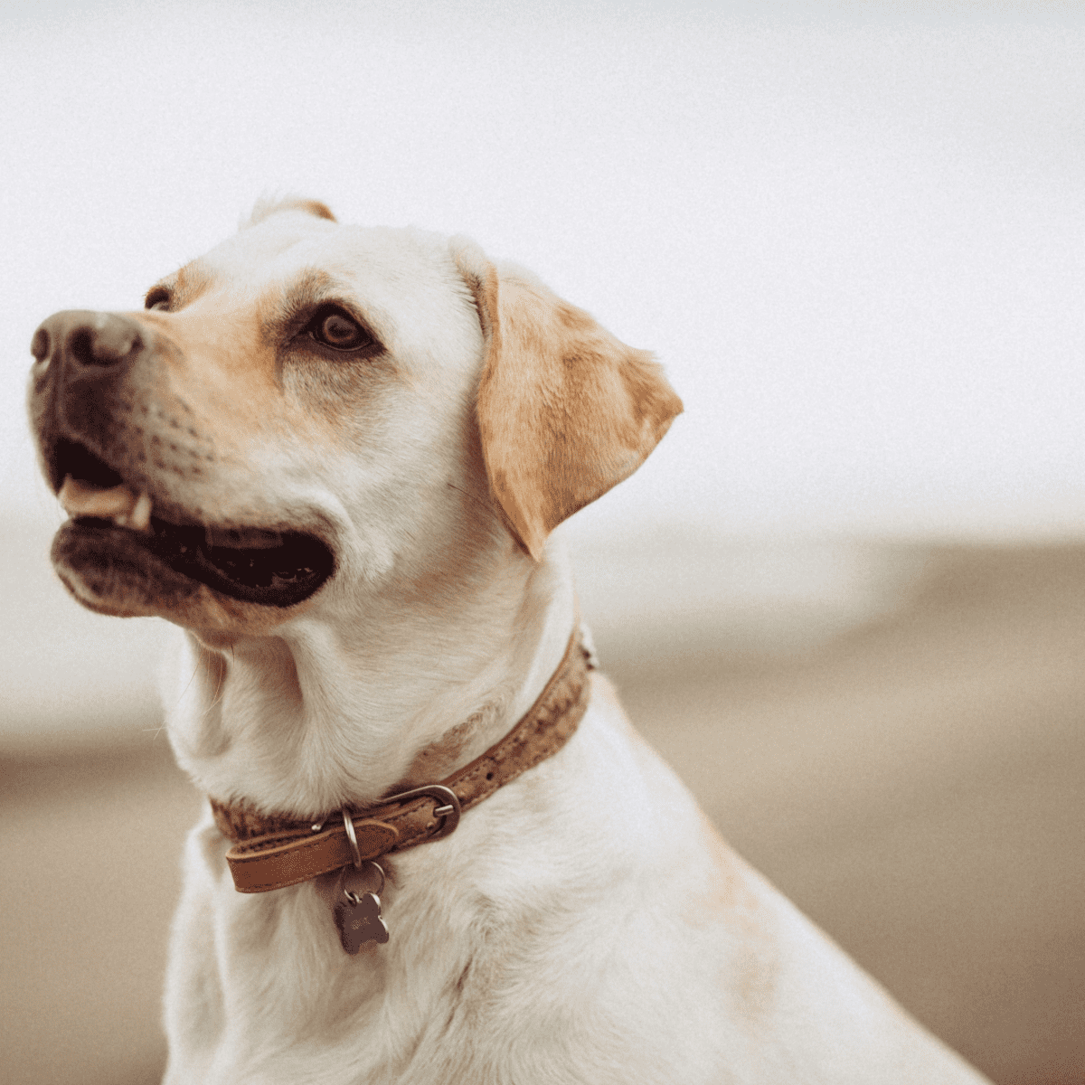 Labrador dysplasia sales