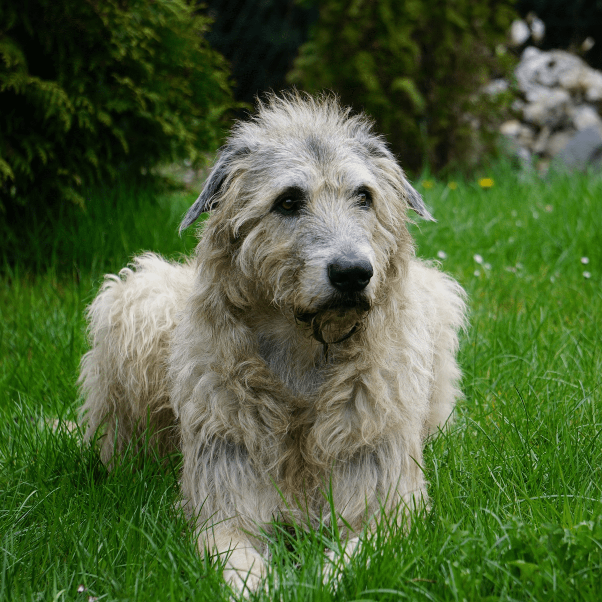 Irish wolfhound hot sale hybrid