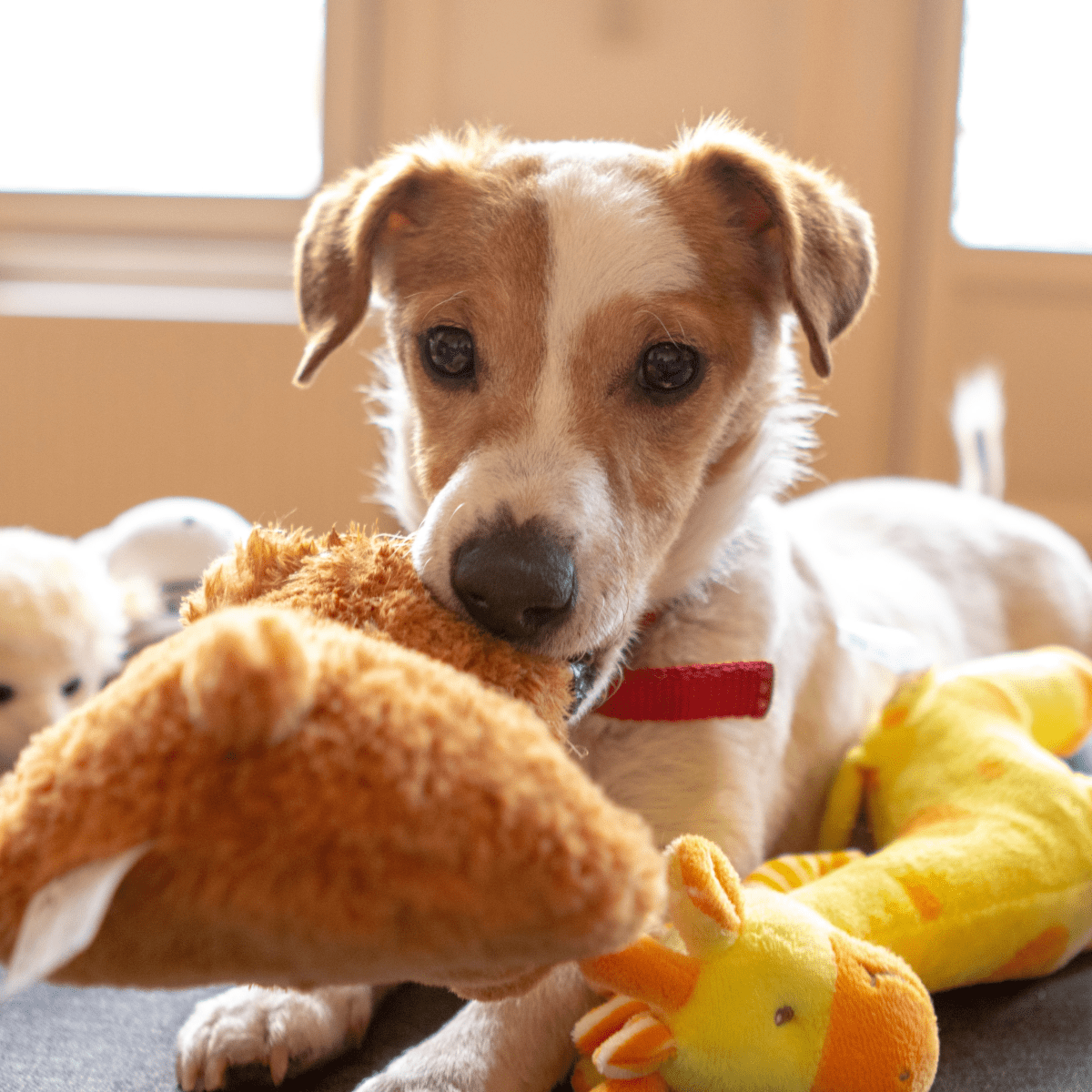 Dog possessive of toys with store other dogs