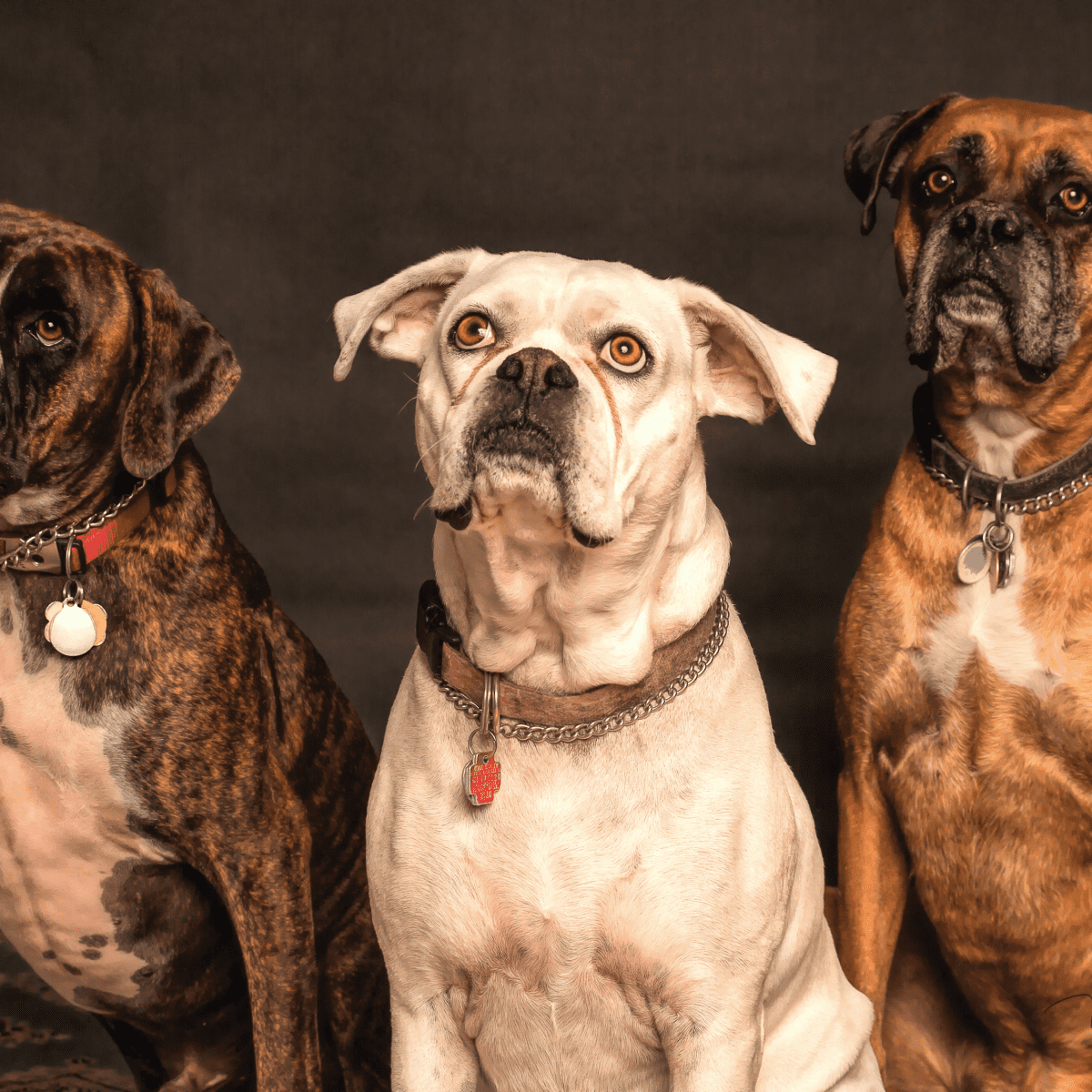 Dog constantly store barking for attention