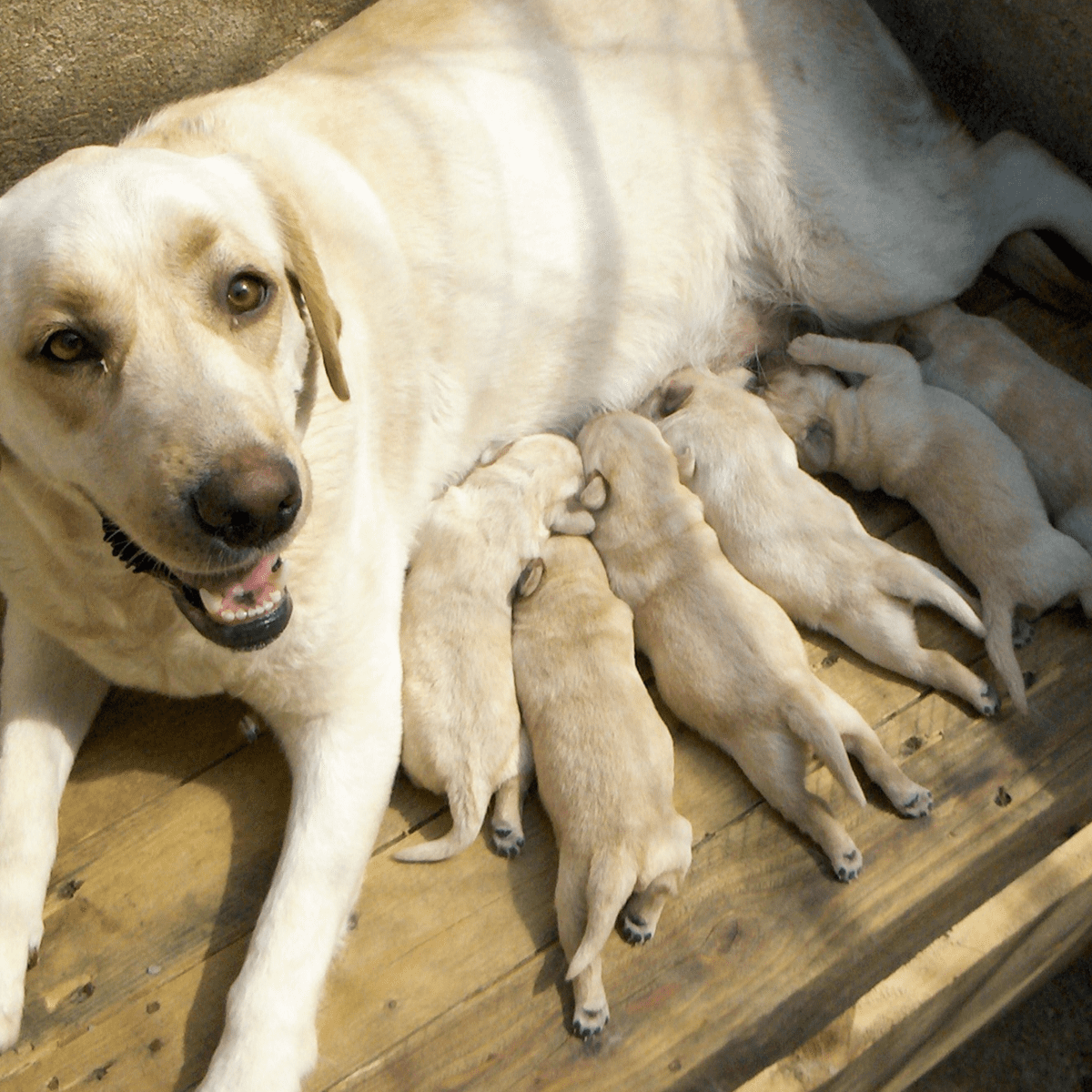 What age should you spay discount a female husky