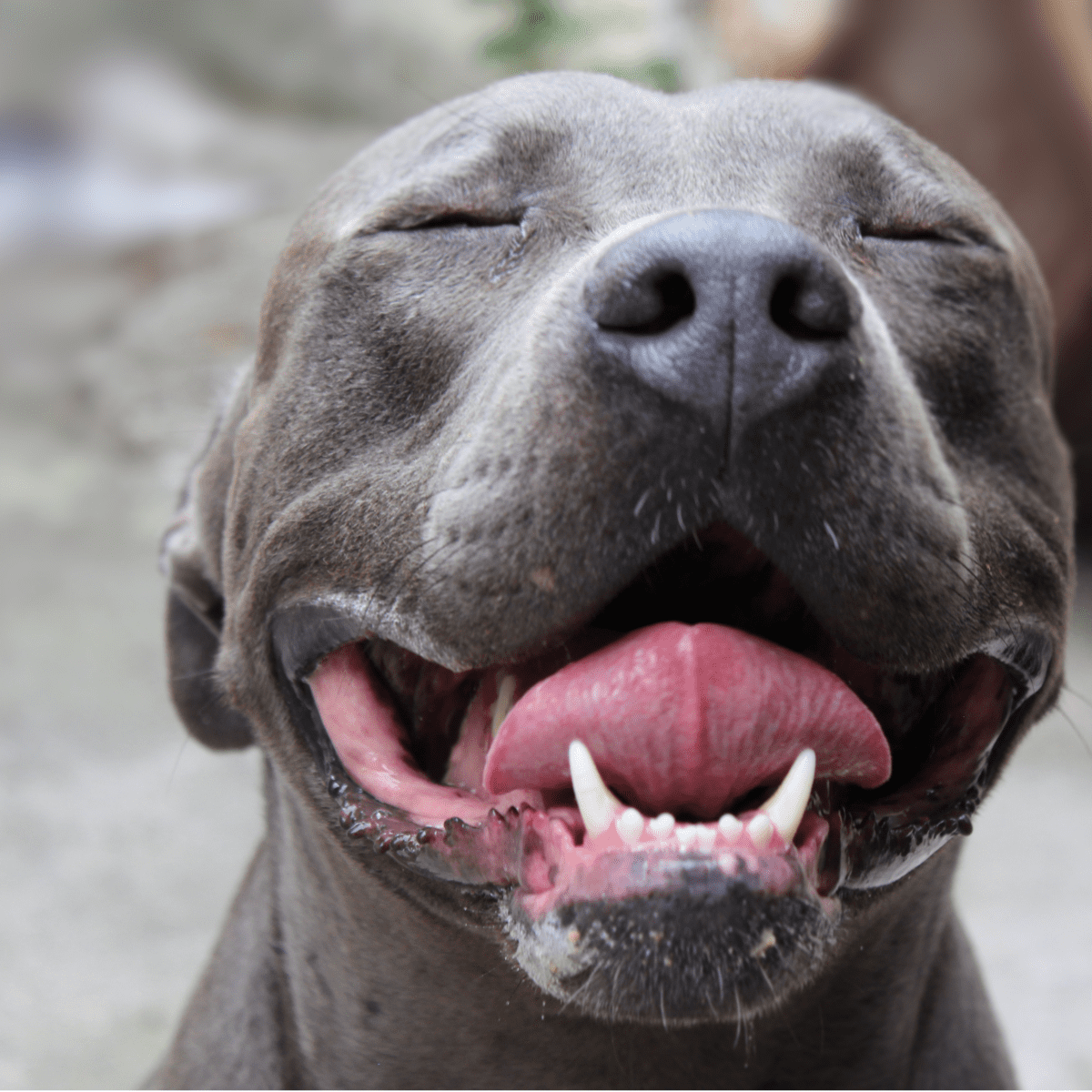 Pitbull clearance mouth guard