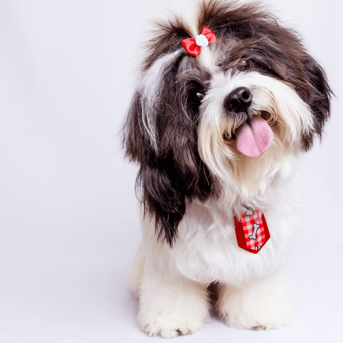 Good shampoo store for shih tzu