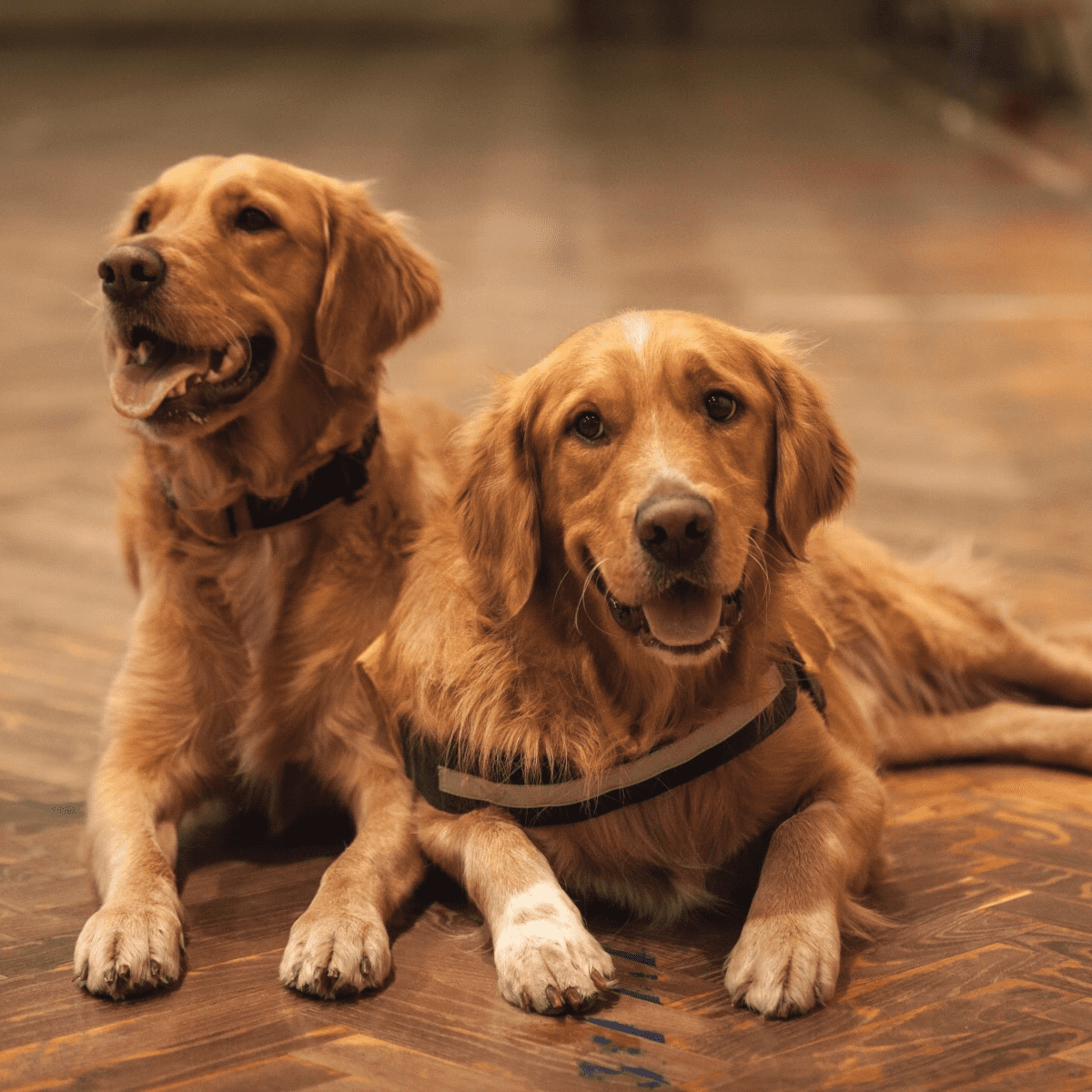 Two golden hot sale retrievers