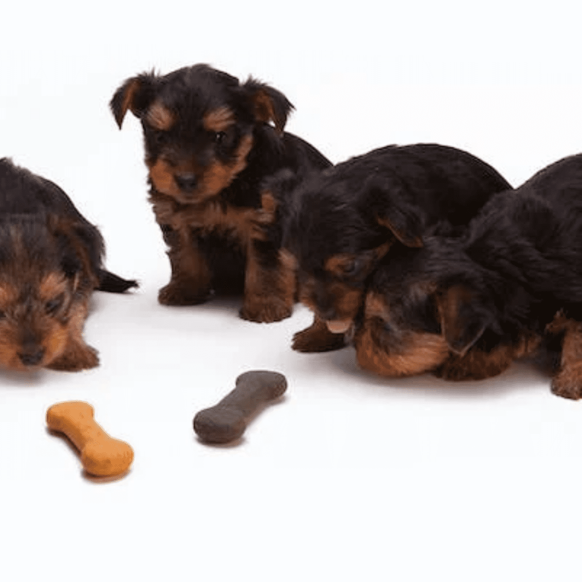 Best dog treats for small dogs sale