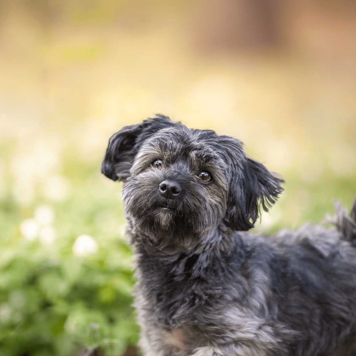 Havanese shops hypoallergenic dog breeds