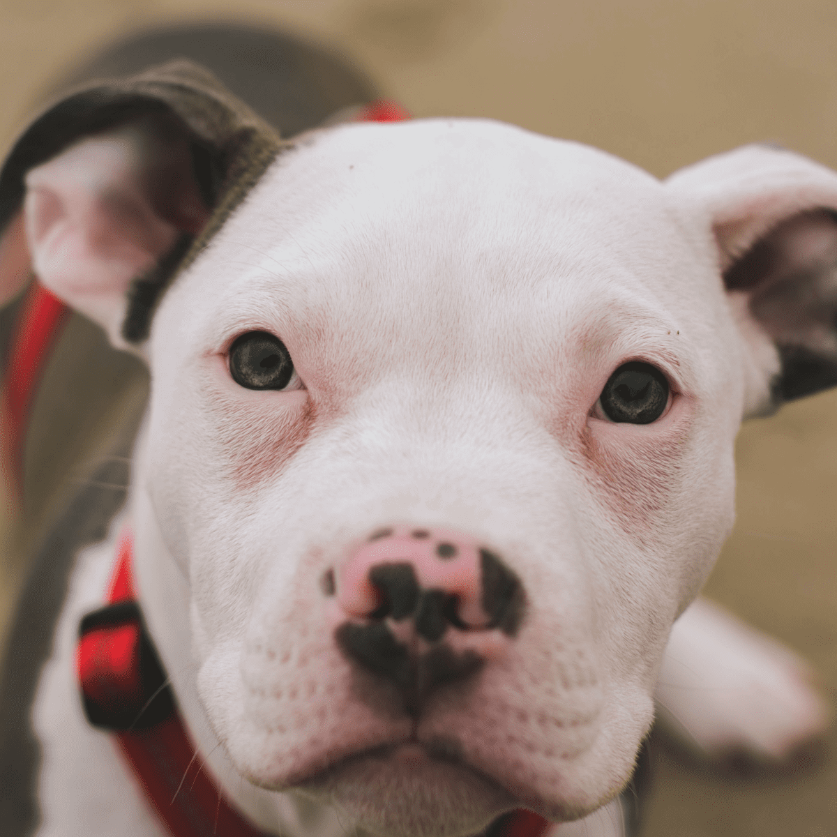 Pitbull store puppy biting