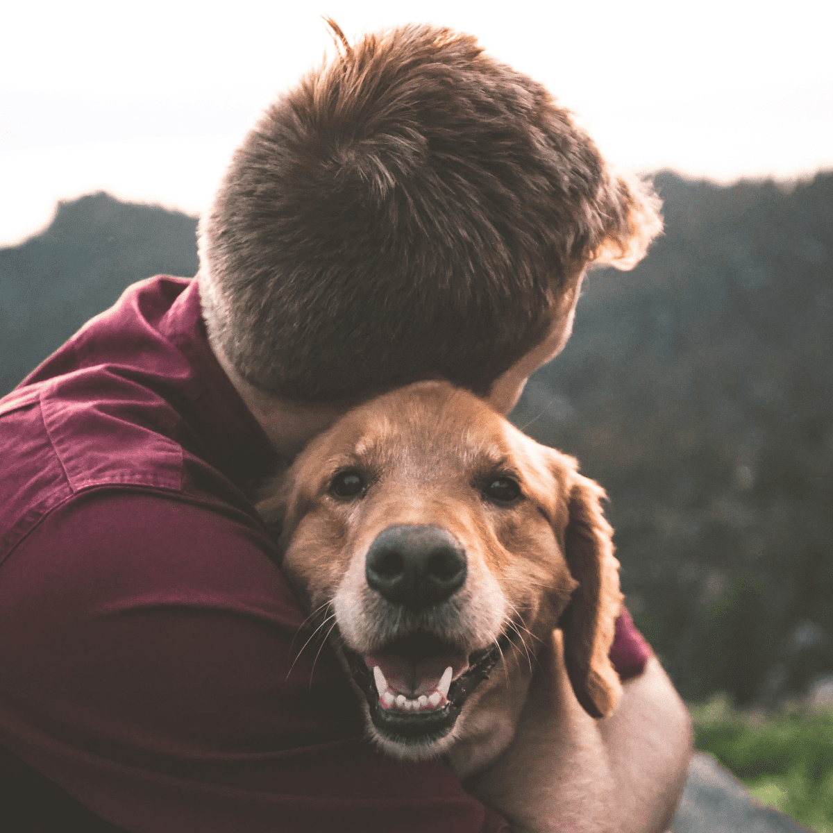 Dog barks sales aggressively at visitors